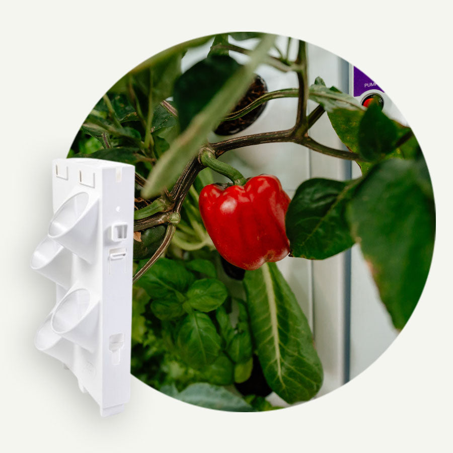 3.25 inch Port Harvest Tile